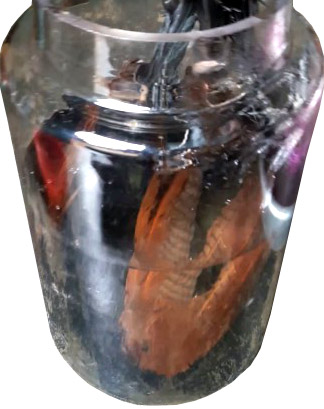 Bìm bịp ngâm rượu