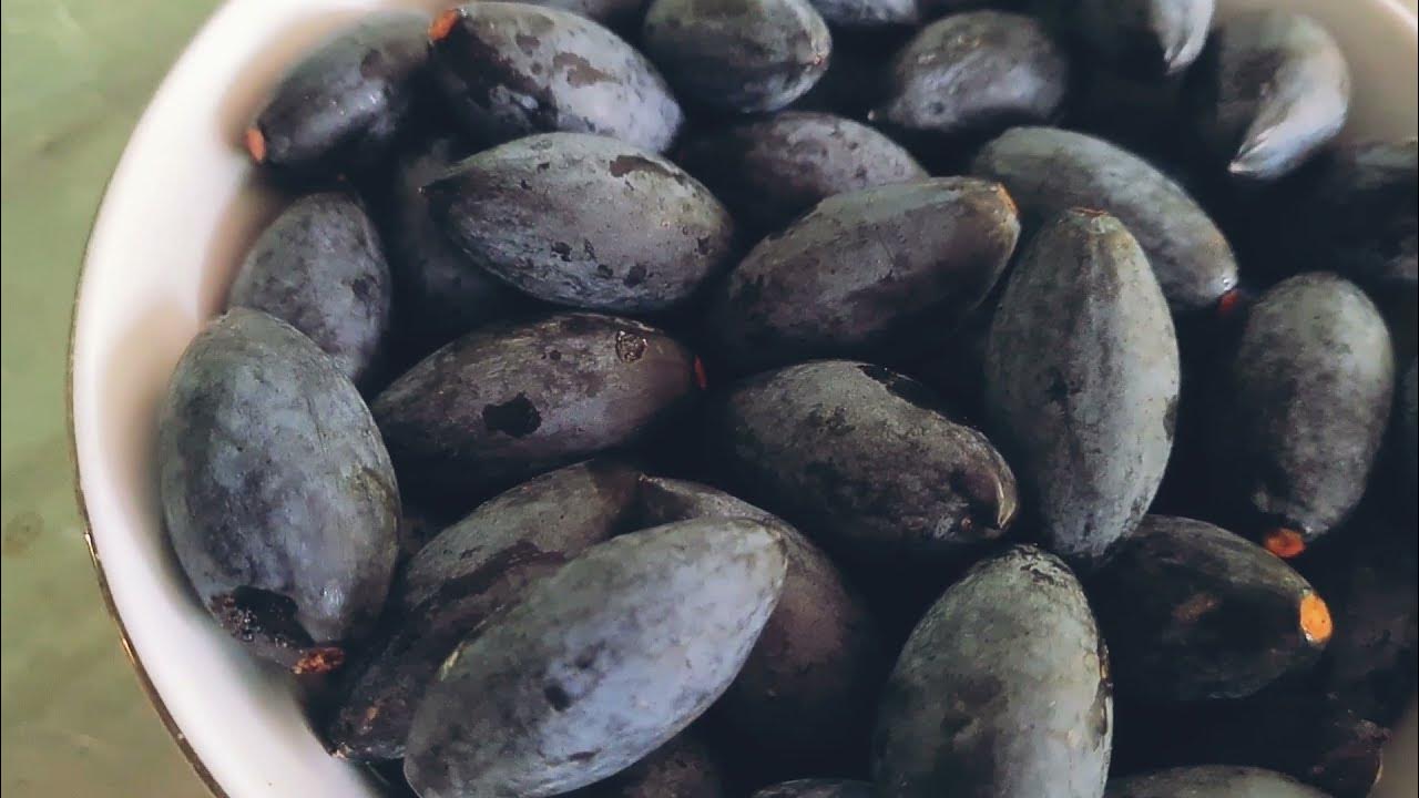 Trám đen là quả gì?