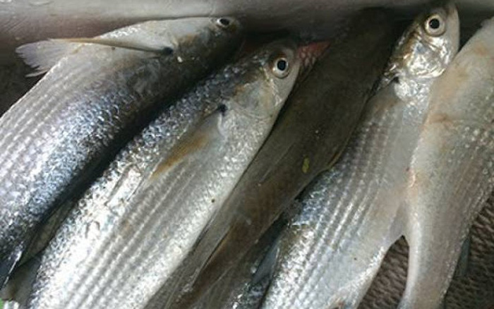 Cá rói sông - 80k/kg