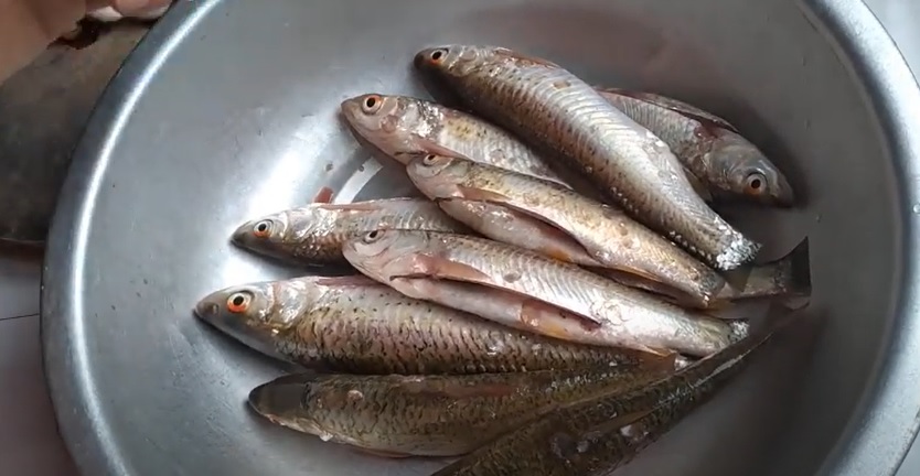 Cá Rói sông là cá gì?