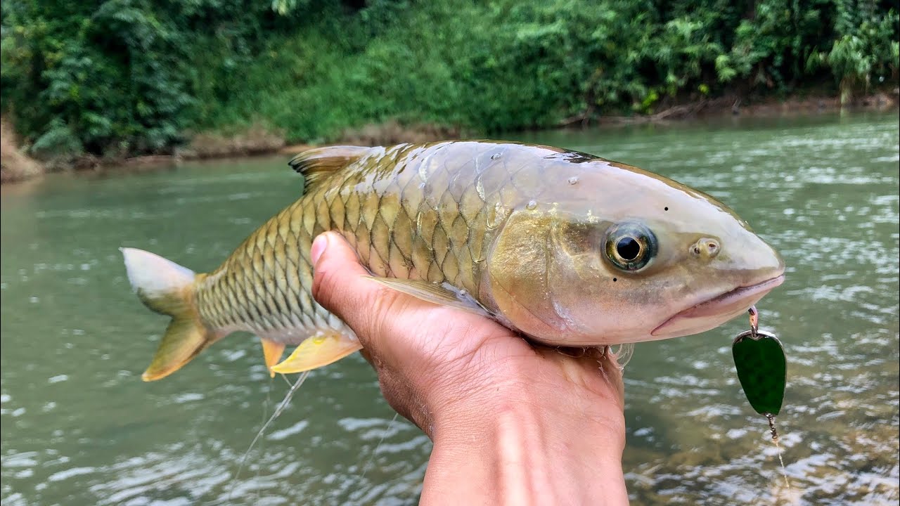 Lợi ích khi ăn thịt cá rói