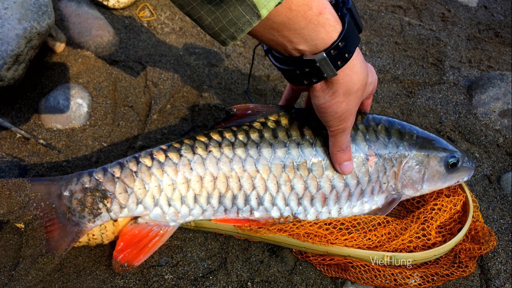 Địa chỉ mua cá rói sông tại Hà Nội