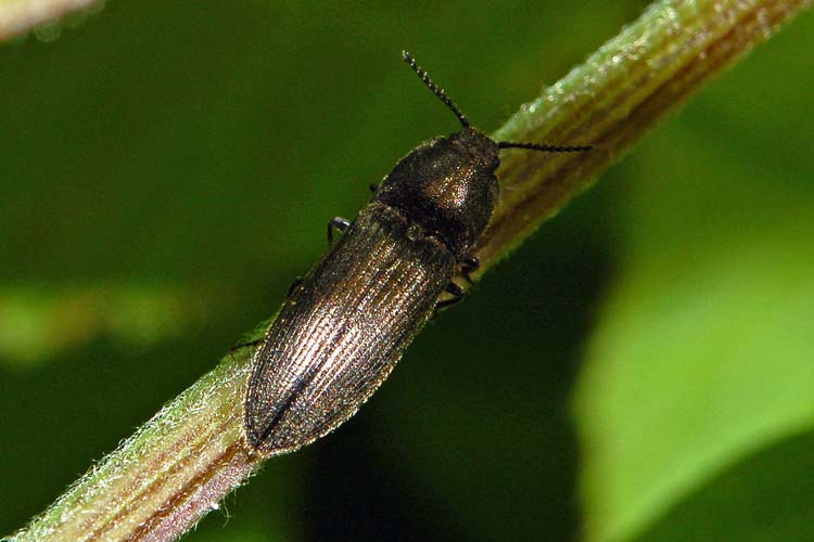 Cách ngâm rượu bổ củi