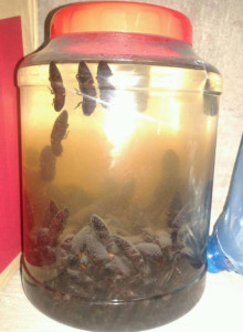 Lưu ý khi dùng rượu con bổ củi