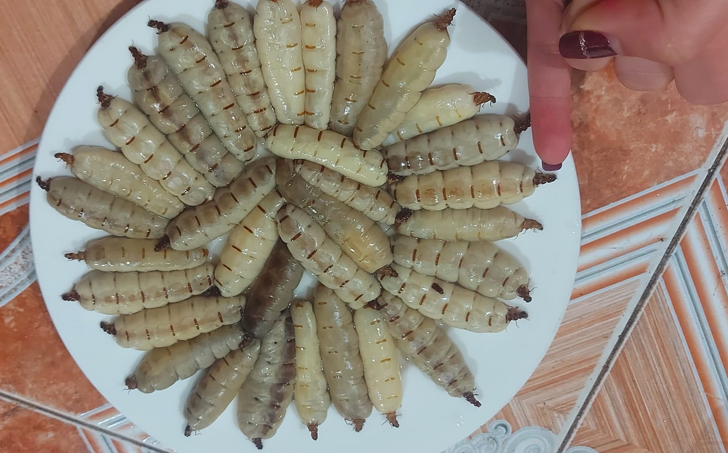 Mối chúa là con gì?