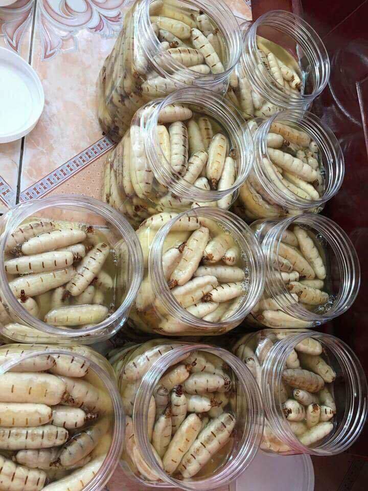 Mối chúa ngâm rượu có tác dụng gì?