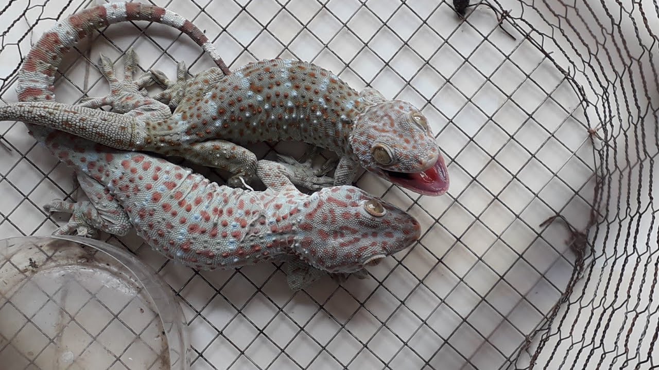 Sơ chế tắc kè đúng cách 