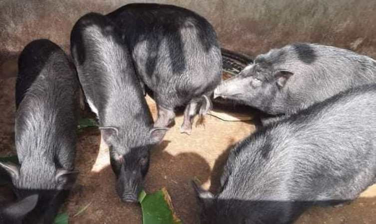 Lợn mán nguyên con - 220k/kg