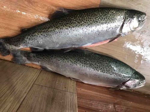 Cá hồi nguyên con nhập khẩu từ Nauy