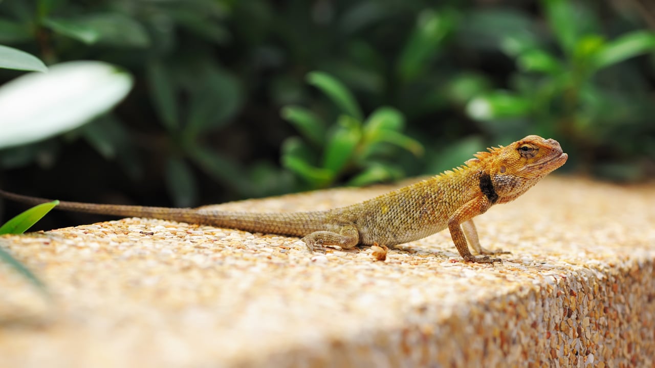 Kỳ nhông - 450k/kg