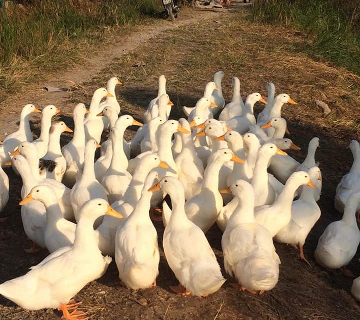 Vịt bầu cánh trắng