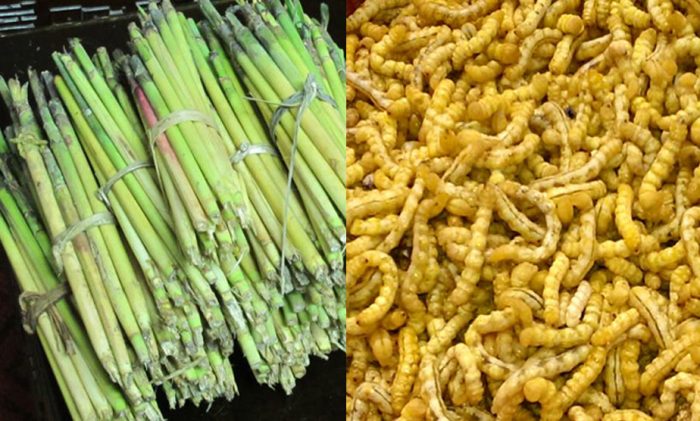 Giới thiệu sâu chít ngâm rượu