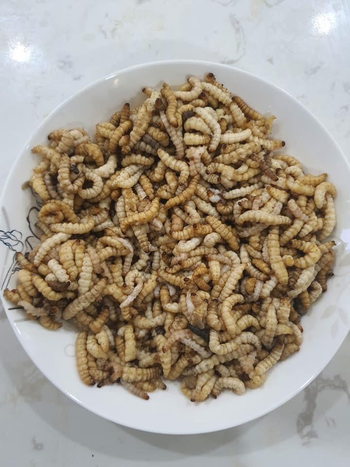 Cửa hàng bán sâu tre tươi  giá tốt tại Hà Nội