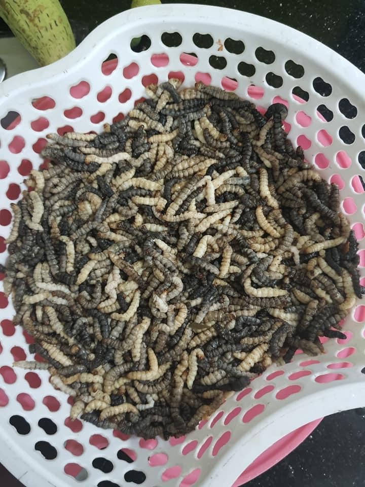 Giới thiệu về sâu tre tươi