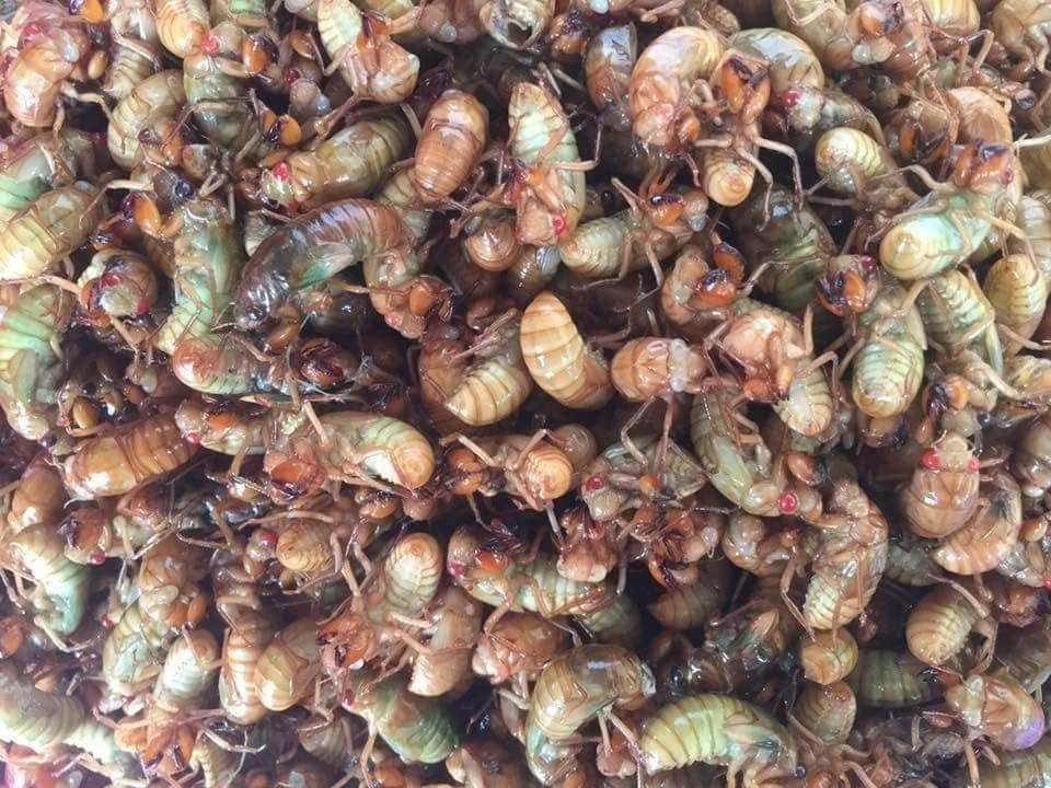 Cửa hàng bán ve sầu non cho dân nhậu