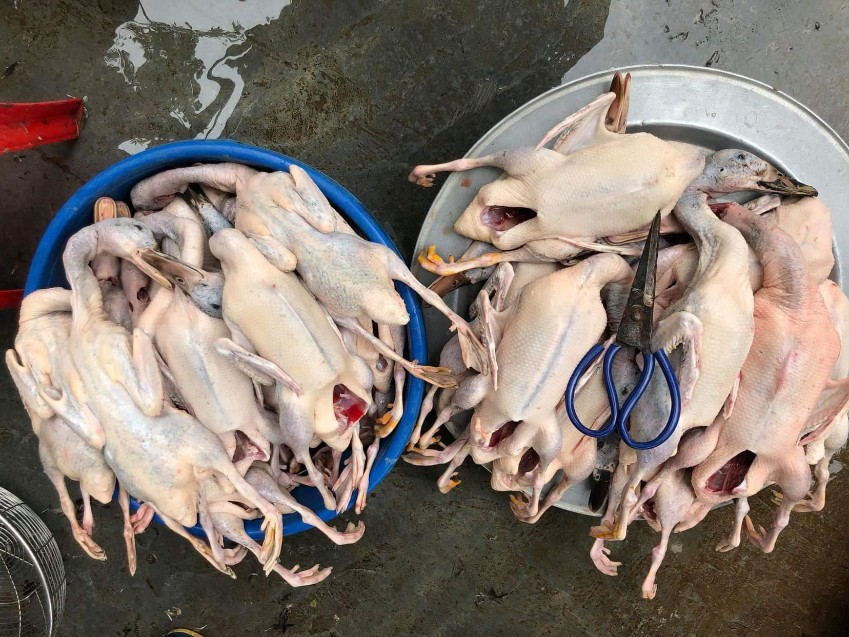 Thịt vịt trời làm sẵn