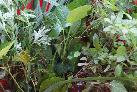 Set lá xông cảm cúm có những gì?