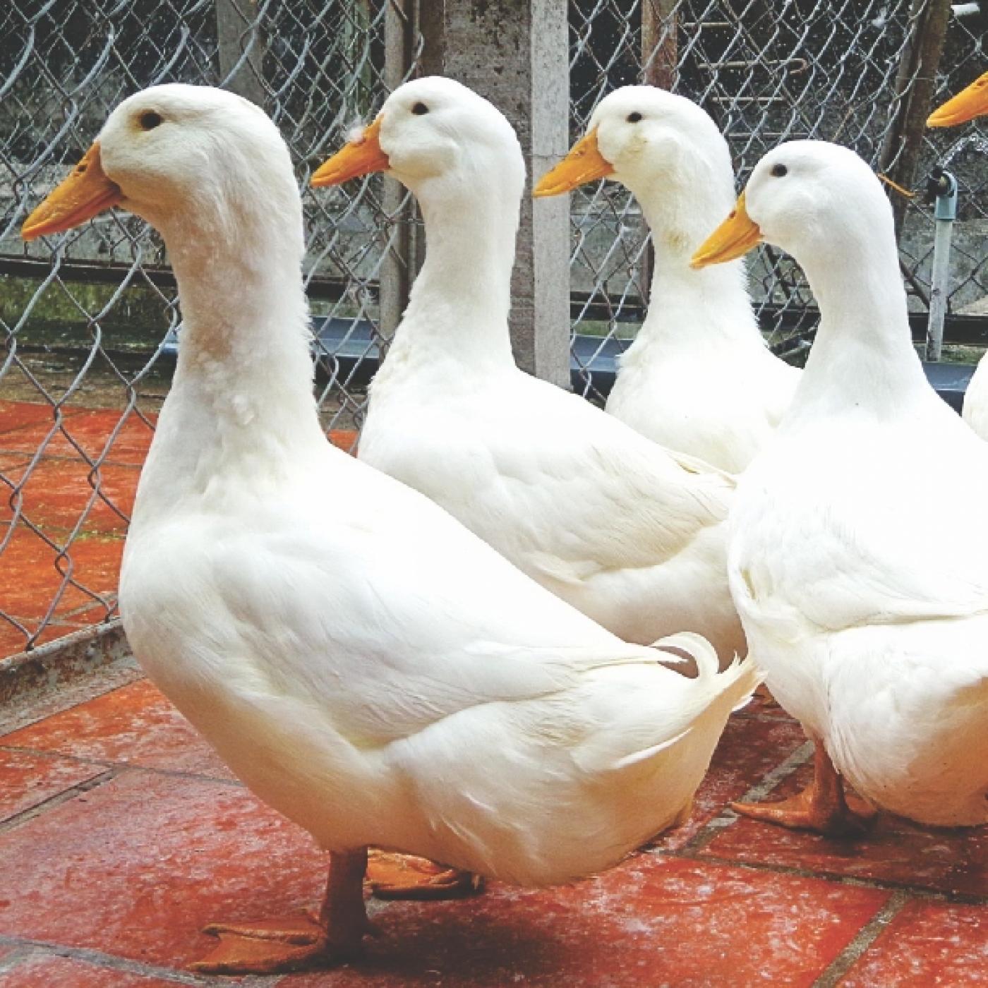 Tìm hiểu thức ăn của vịt