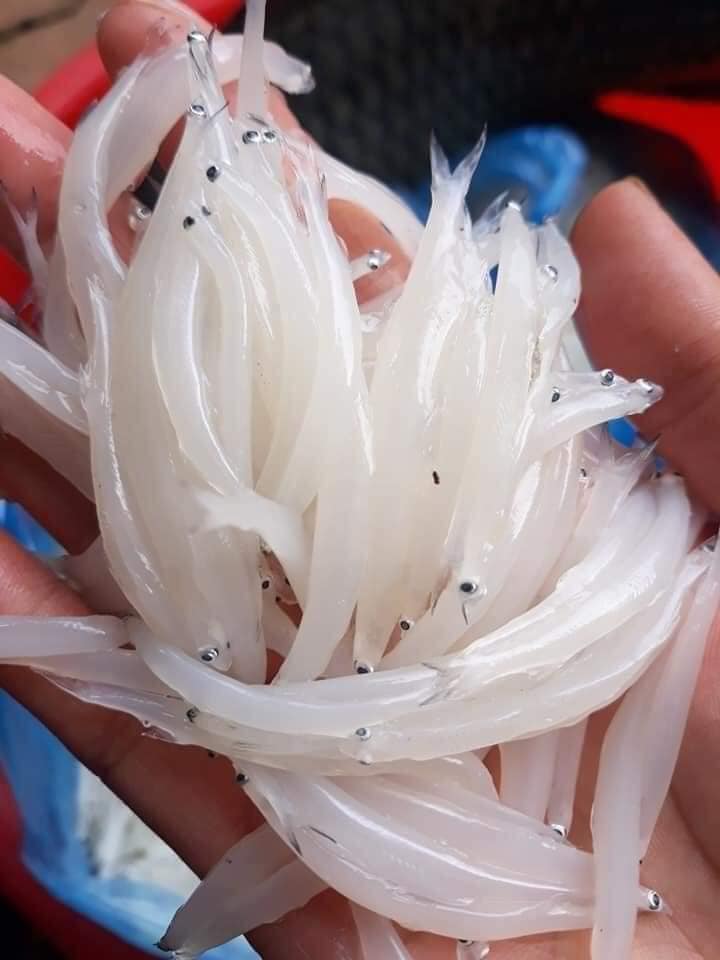 Cá ngần sông Đà - 260k/kg