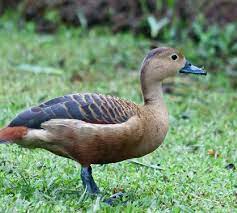 Vịt trời mùa nào ăn ngon nhất