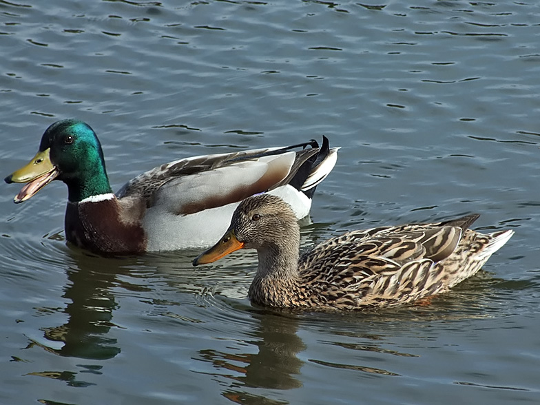 Đặt mua vịt trời ở Bắc Ninh giao tận nhà