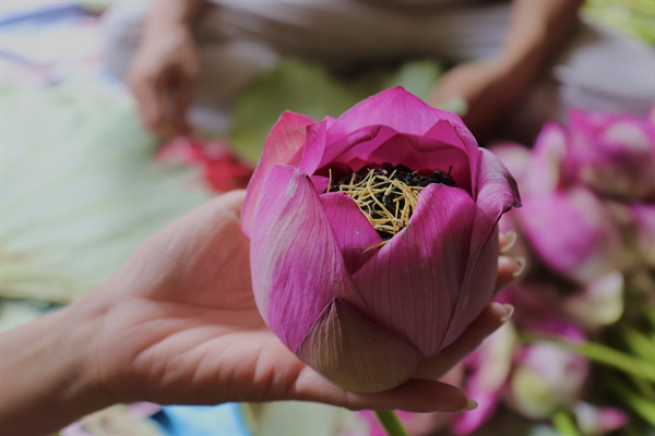 Chè ướp bông sen tươi Quảng Bá 