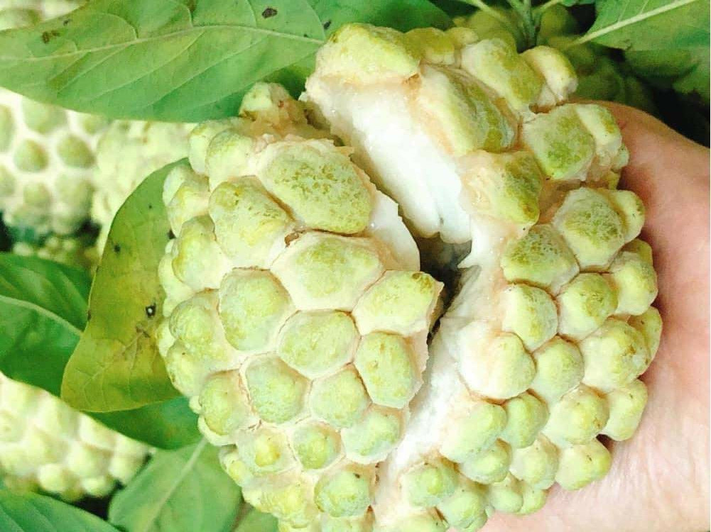 quả na bở Chi Lăng Thủy Nguyên Hà Giang1