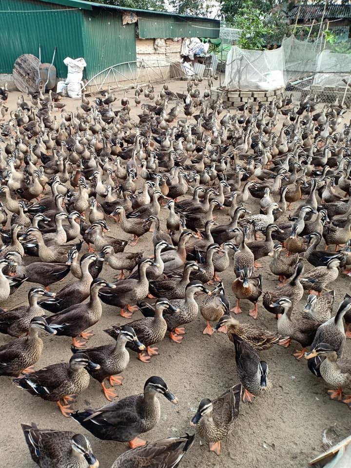 Vì sao nên ăn thịt vịt trời