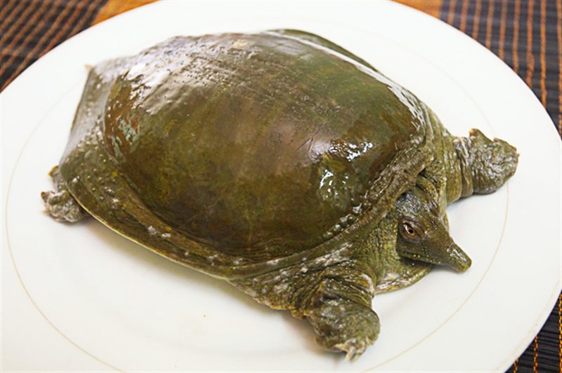 Giới thiệu về ba ba