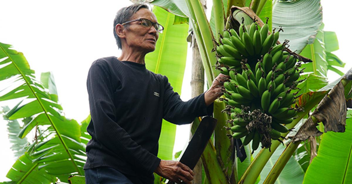 hướng dẫn trồng chuối ngự