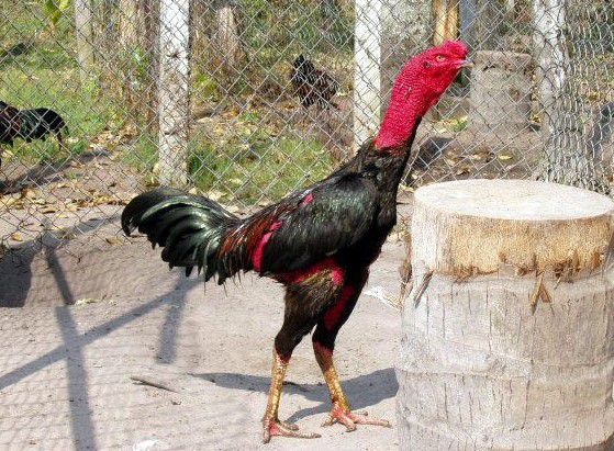 Giới thiệu và công dung của thịt gà chọi