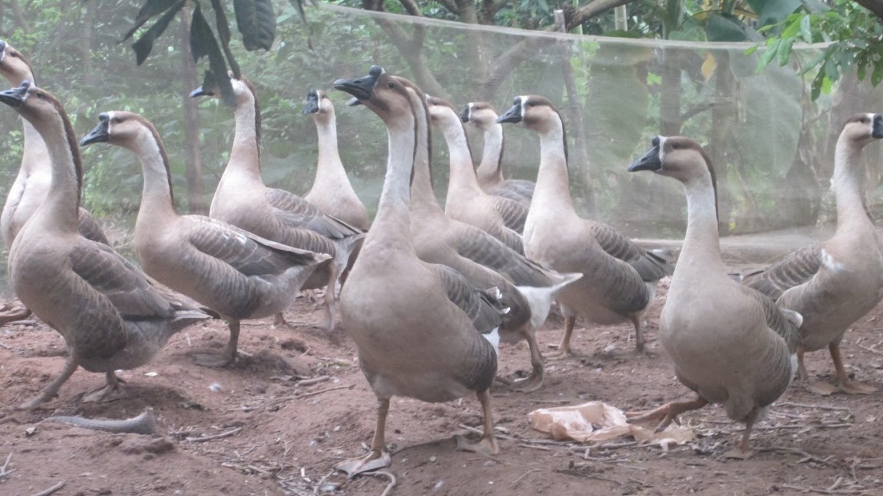 quy trình chăn nuôi ngỗng tự nhiên