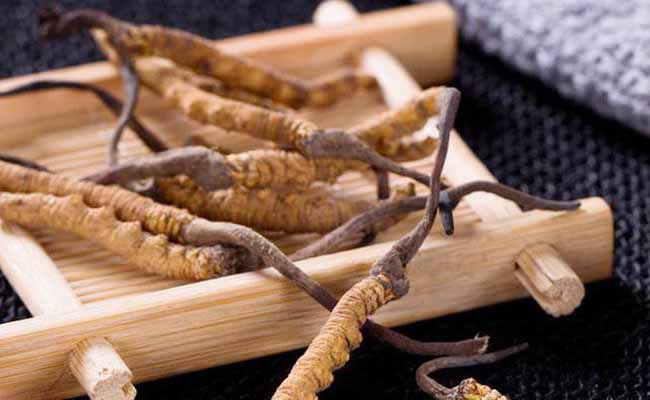 Đông trùng hạ thảo là gì?