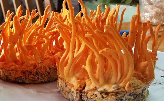 Tìm hiểu về Đông trùng hạ thảo Việt Nam