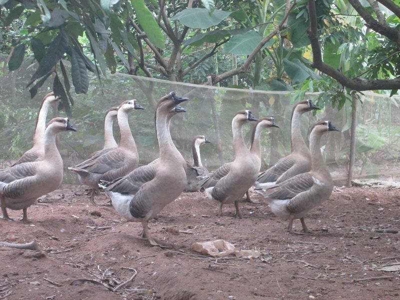 Tại sao nên ăn thịt ngỗng? 