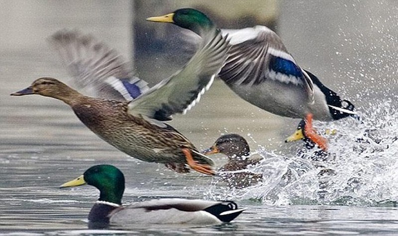 vịt trời và vịt nhà